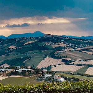 Brand/ Belfry Italia (Womens Montappone Collection)