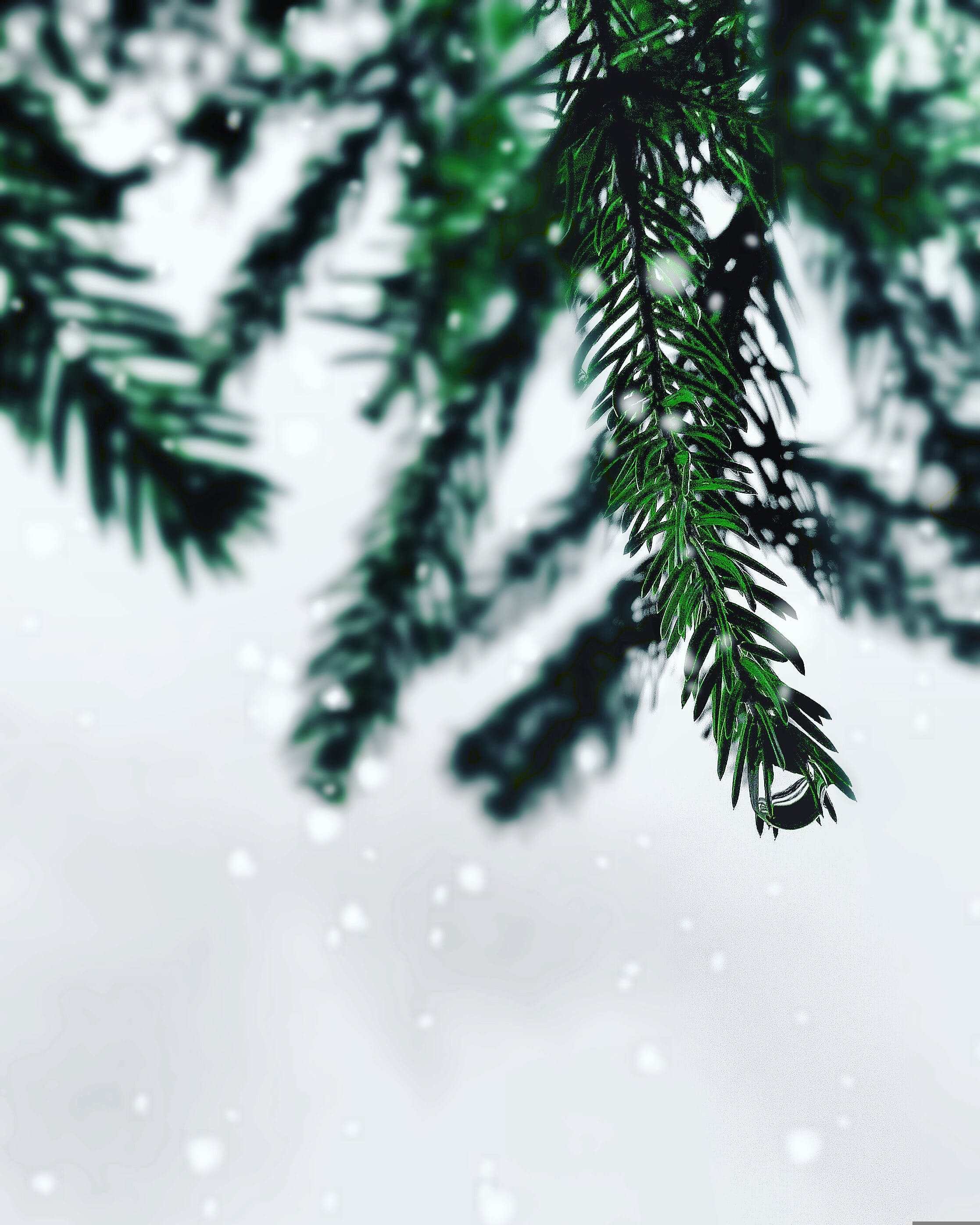 pine needles snow background